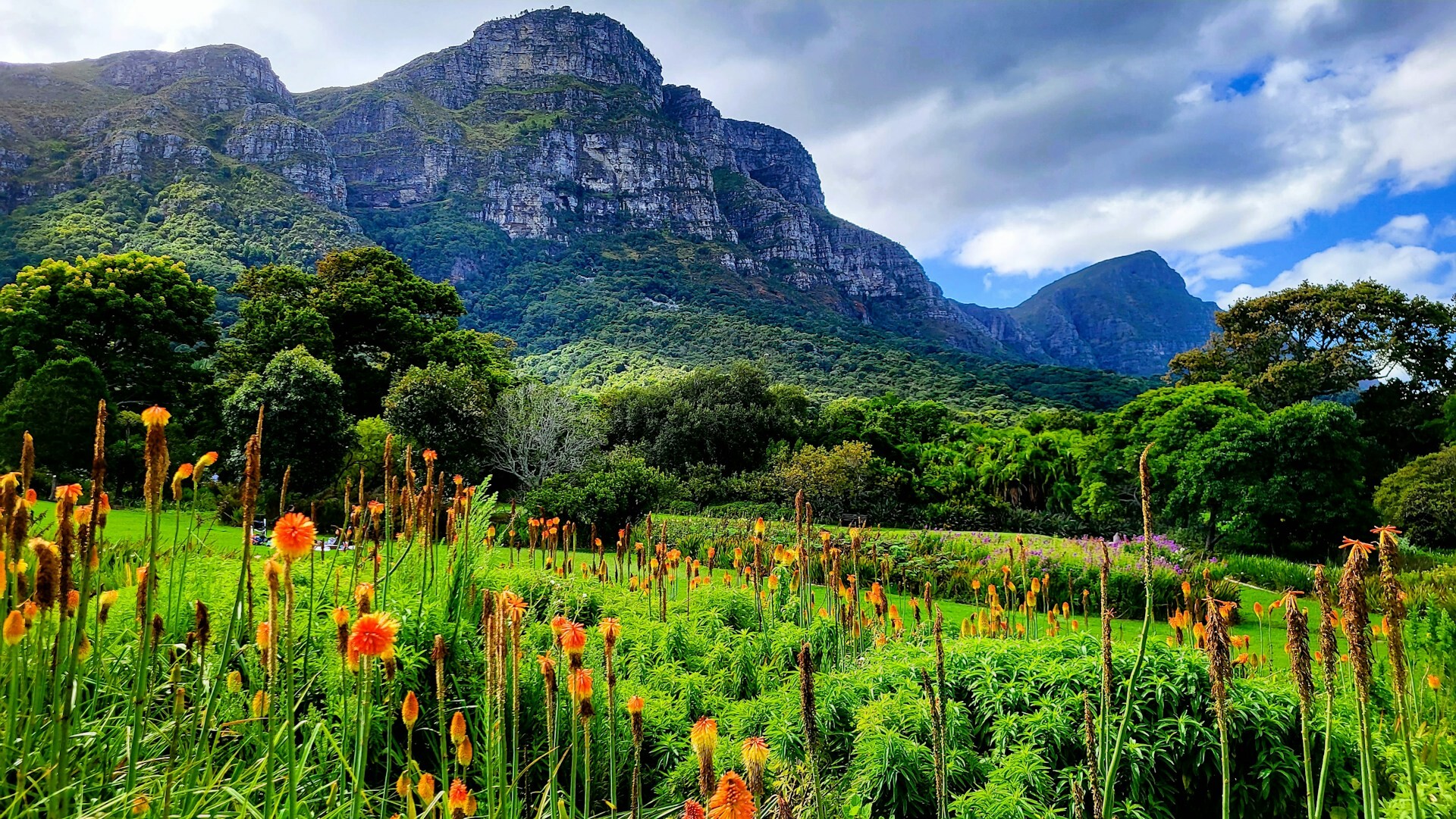 Cape Floral Kingdom, South Africa Feature