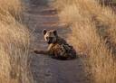 Ngorongoro Crater