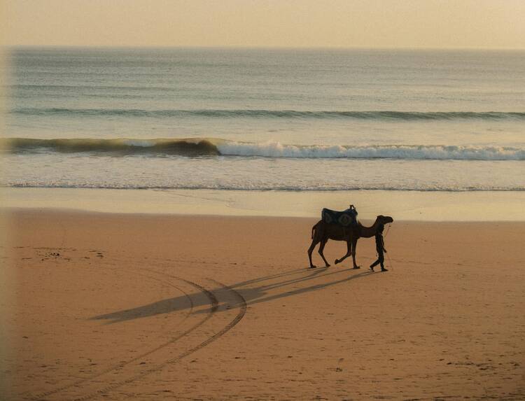 Taghazout camel - featured