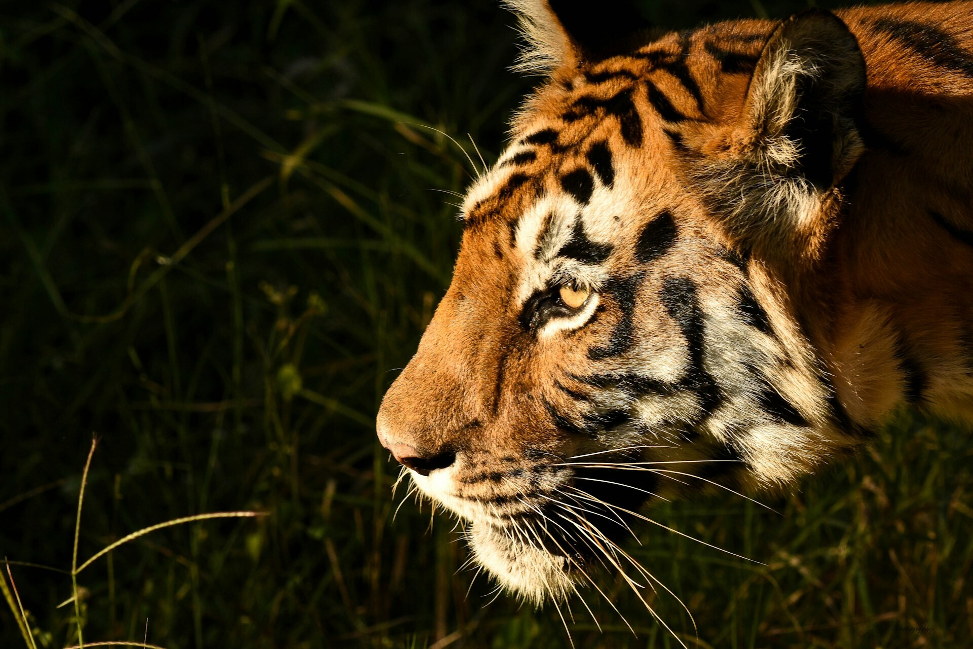 Pench National Park - tiger
