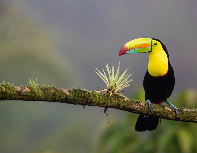 toucan