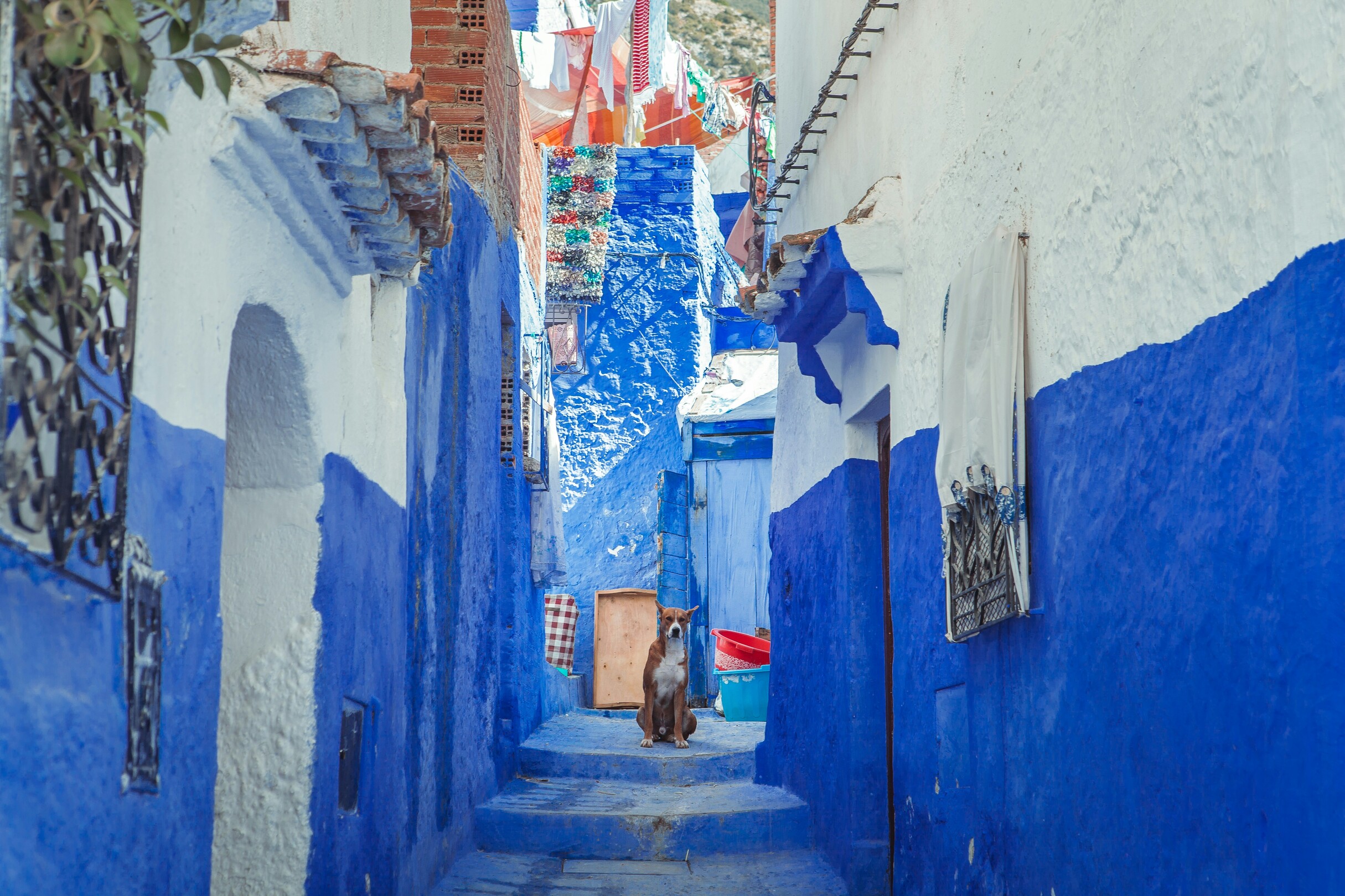 Chefchaouen dog - feature