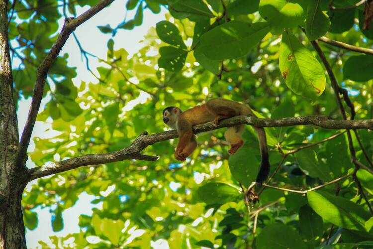 Wild monkey, Costa Rica