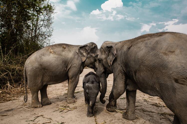 Thai elephant sanctuary