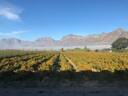 Cape Winelands