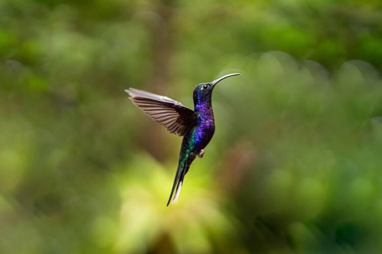 Birdwatching in the Monteverde Cloud Forest Reserve