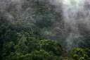 Arenal Volcano jungle surroundings
