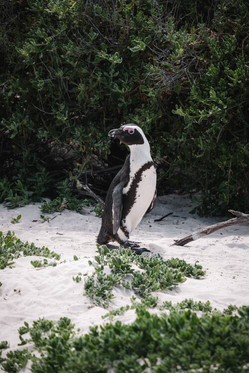 boulder's beach penguin colony