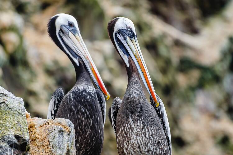 Birds on the Ballestas Islands 