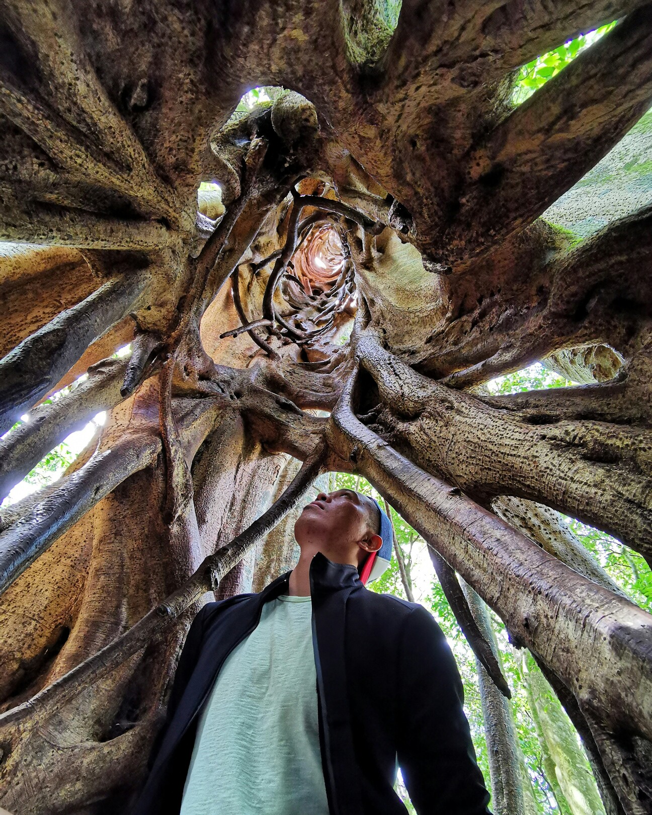 Monteverde ficus tree - featured