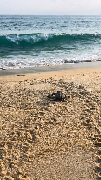 Turtle release