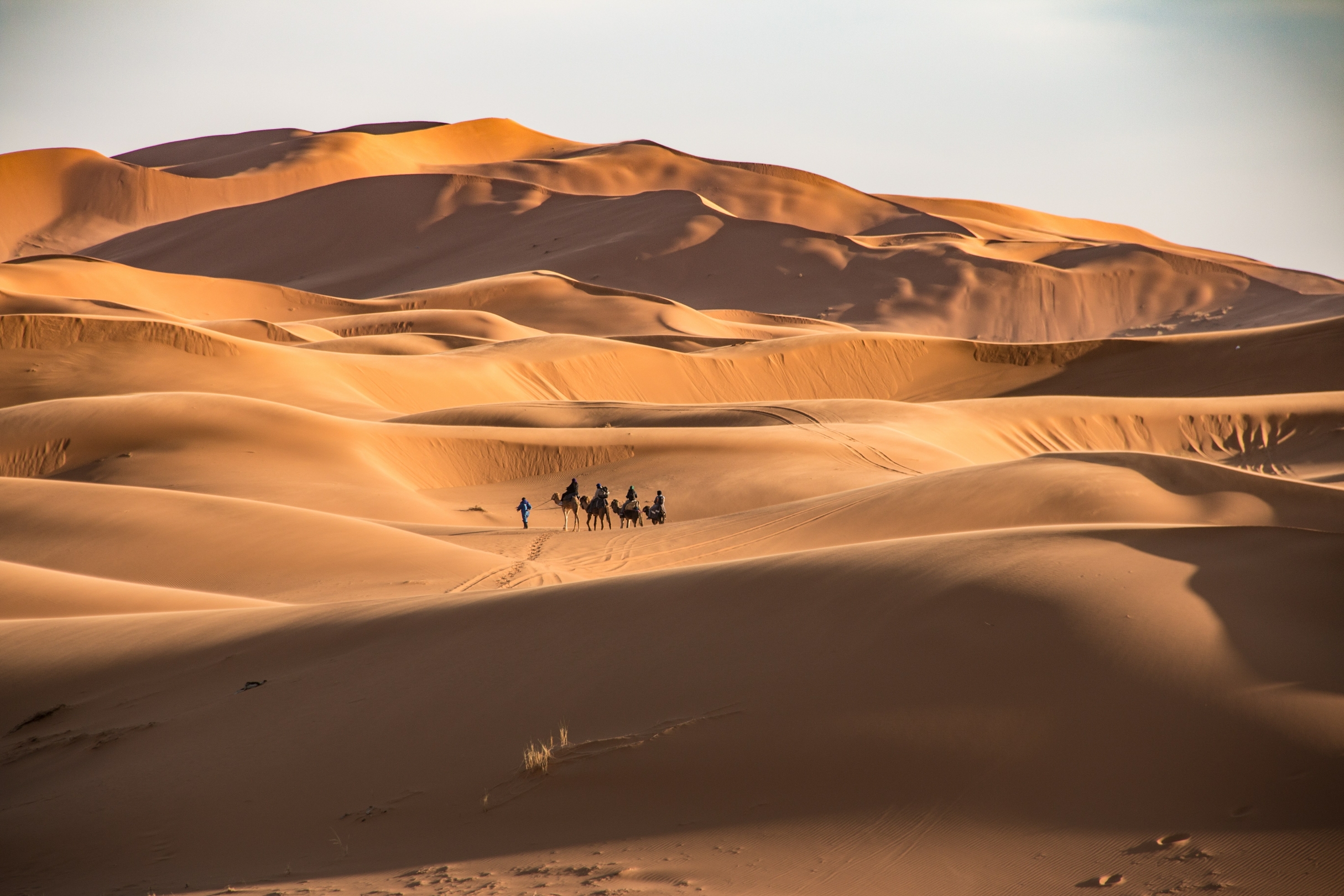 Sahara Desert camel crew