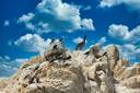 Birdlife on the Ballestas Islands