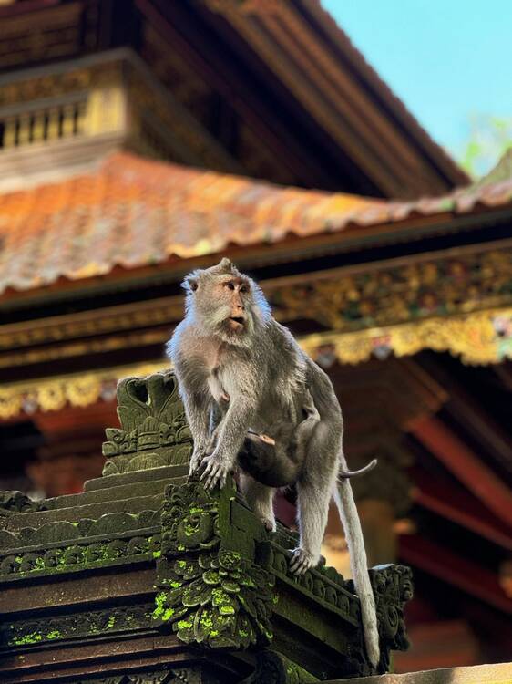 Ubud Monkey Forest