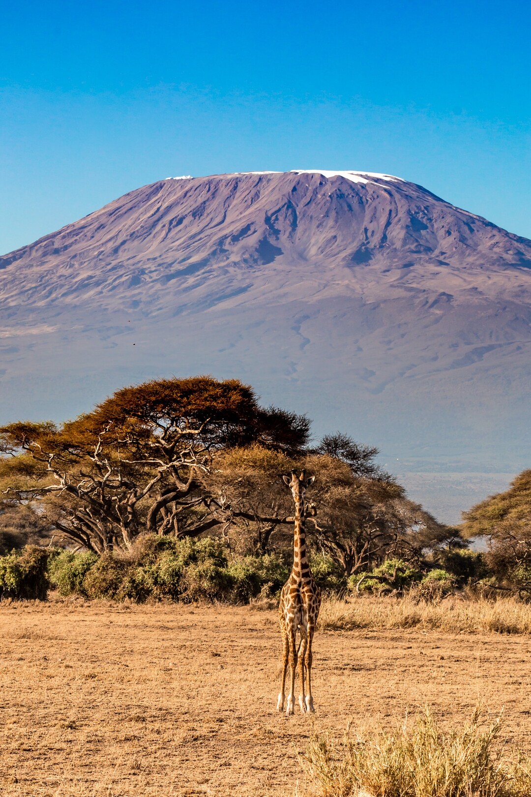 Kilimanjaro