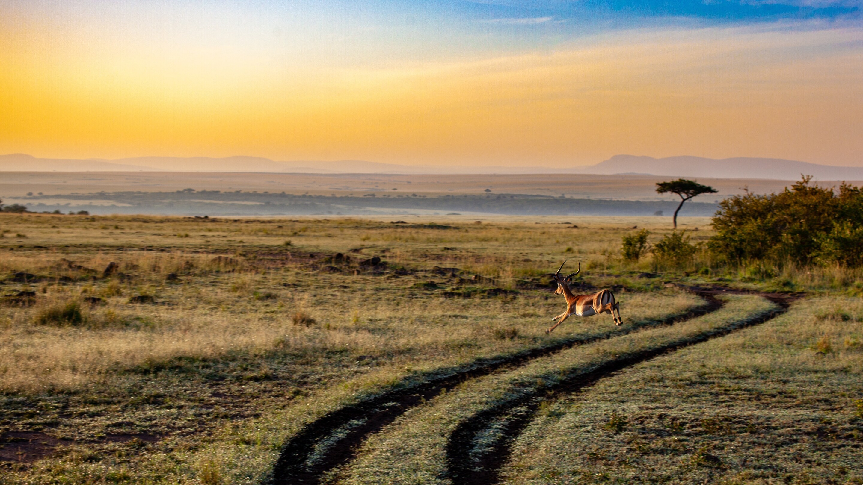 Maasai Mara antelope - featured