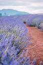 Bridestowe Lavender Farm