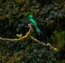 Resplendent quetzal in Costa Rica