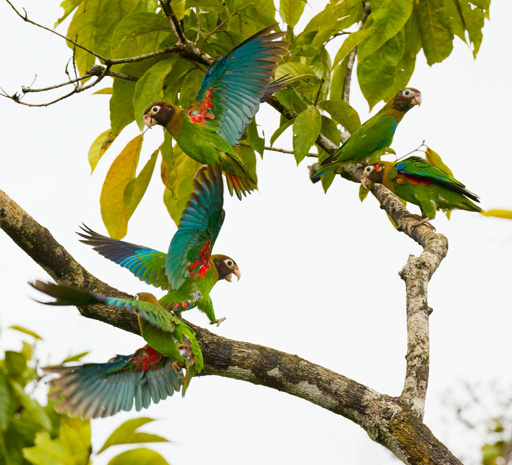 Costa Rica parrots - featured