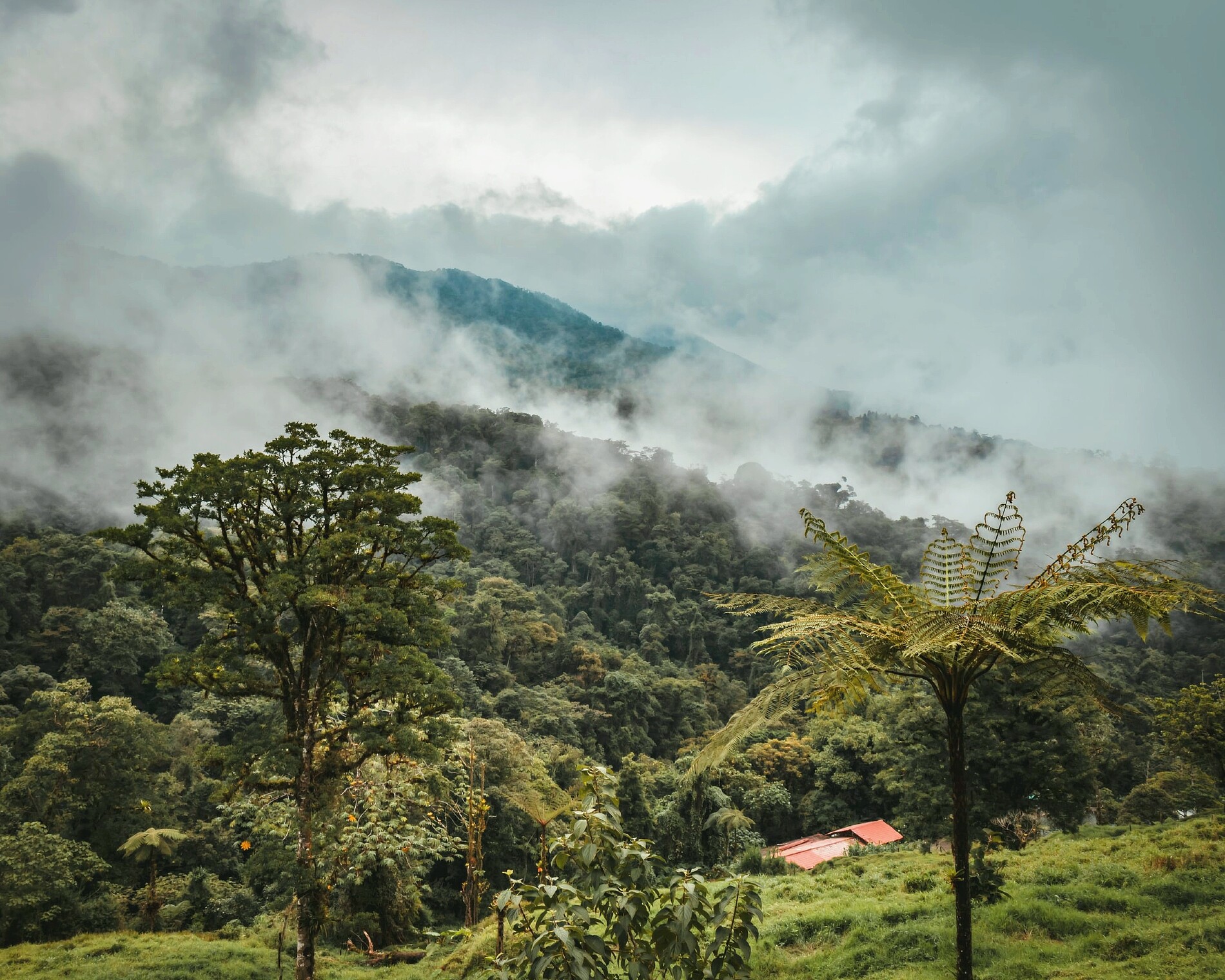 Monteverde Cloud Forest