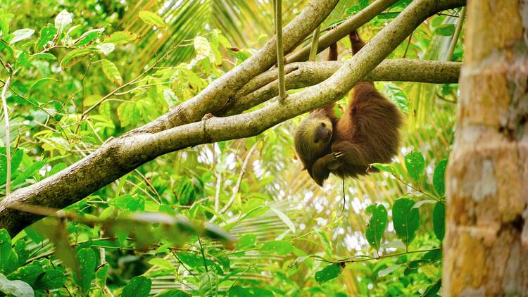 Sloth Costa Rica