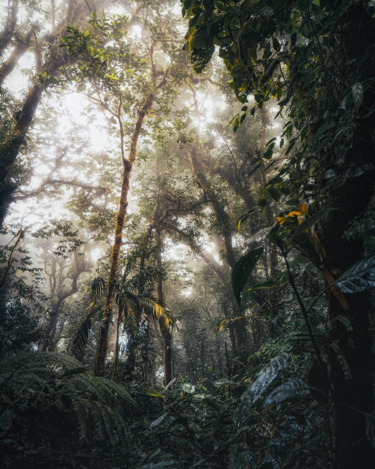 Monteverde, Costa Rica