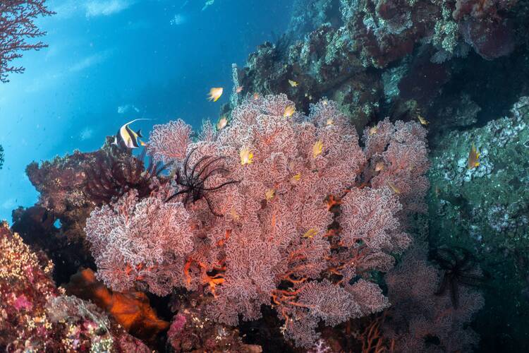 Menjangan Island snorkeling