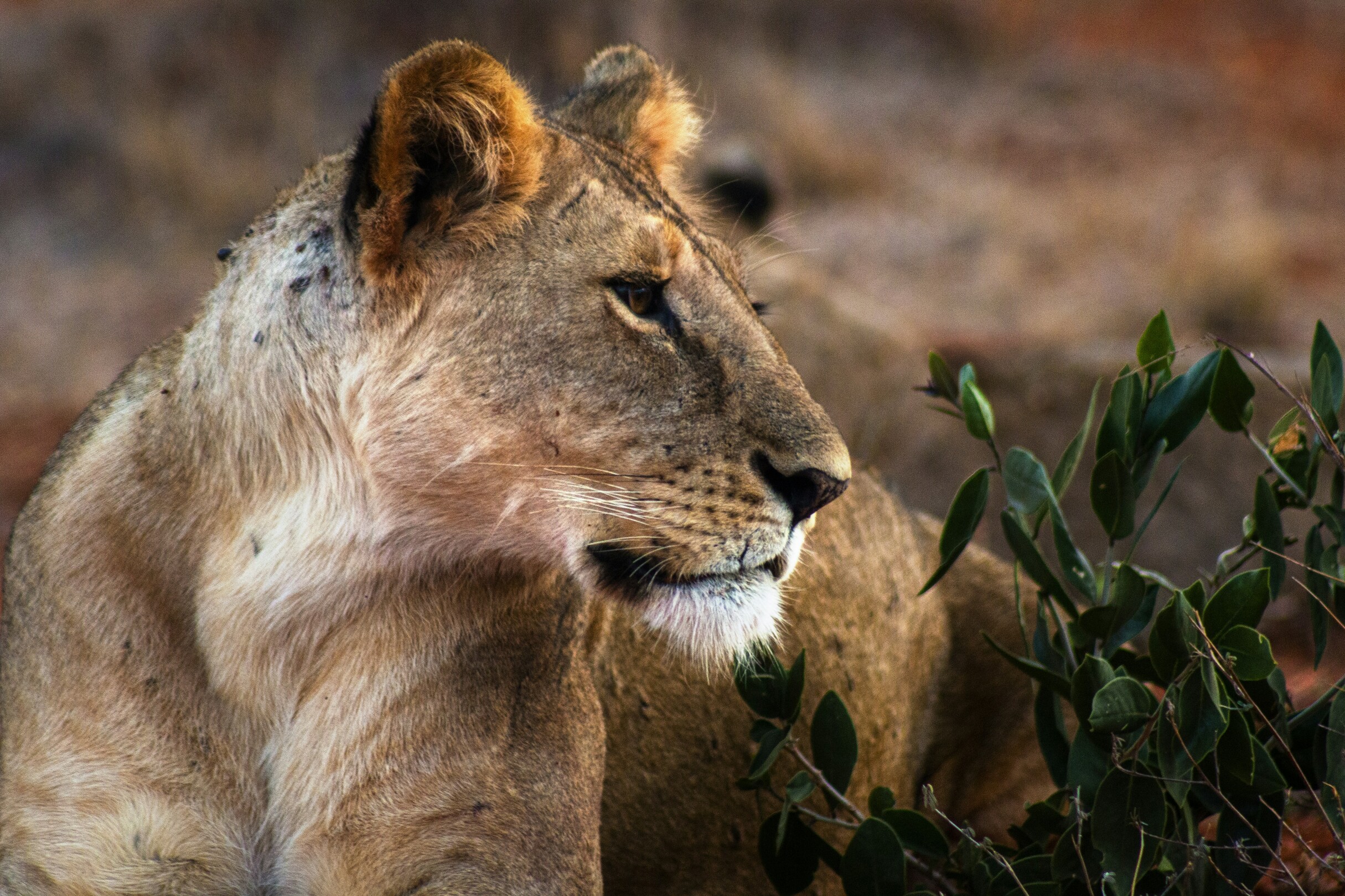 Tsavo East National Park
