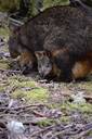 Wildlife in Tasmania