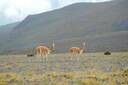 Cotopaxi National Park