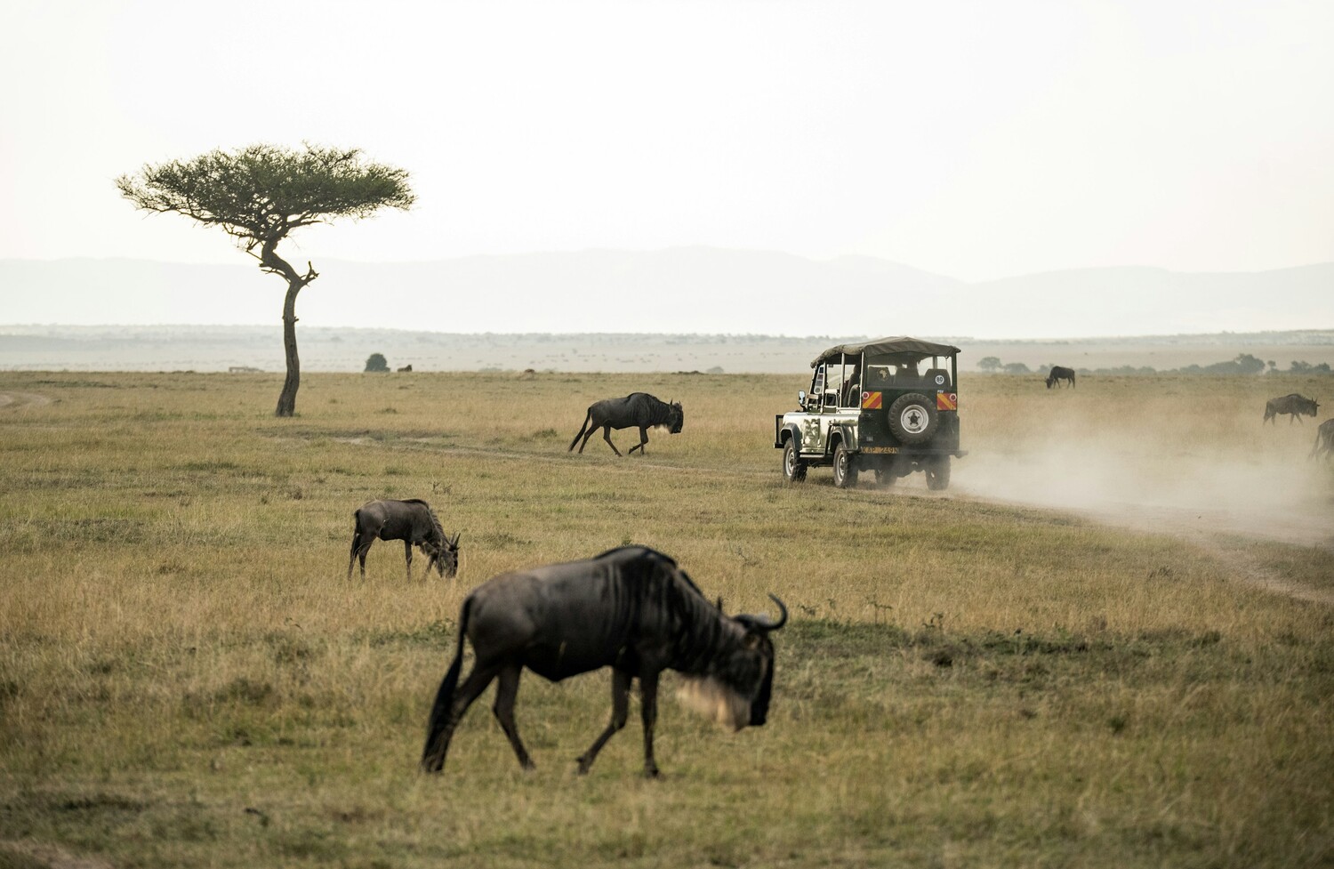 maasai mara national reserve
