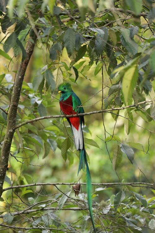 Bird Costa Rica 