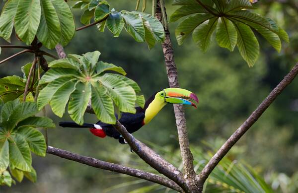 Toucan in Costa Rica