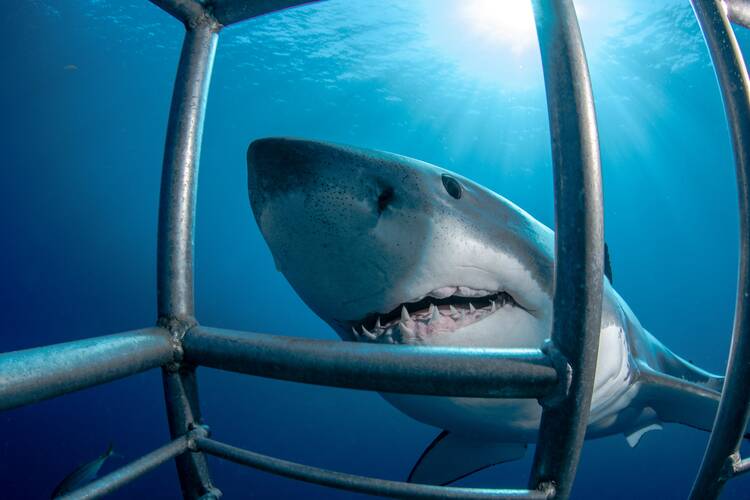 Shark cage diving