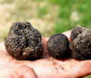 Add-on: Truffle Hunting and Lunch