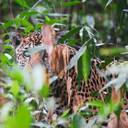 Wildlife at Mayan Biosphere Reserve