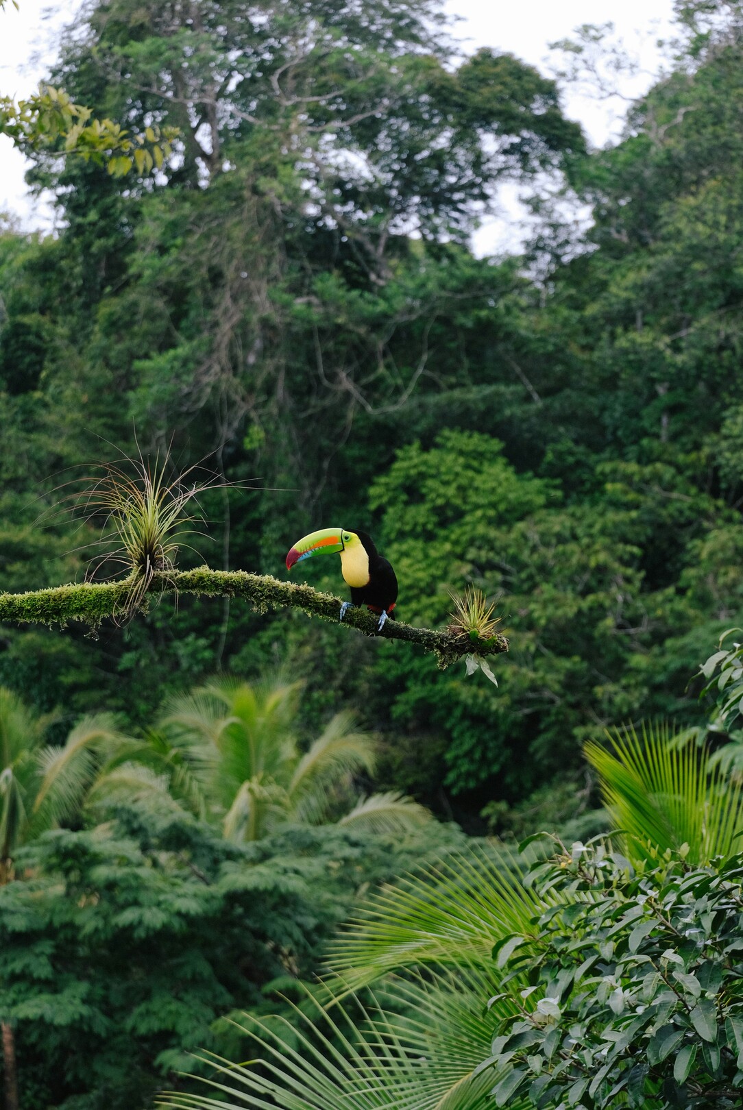 Toucan feature (Costa Rica, generic)