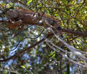 Palo Verde National Park