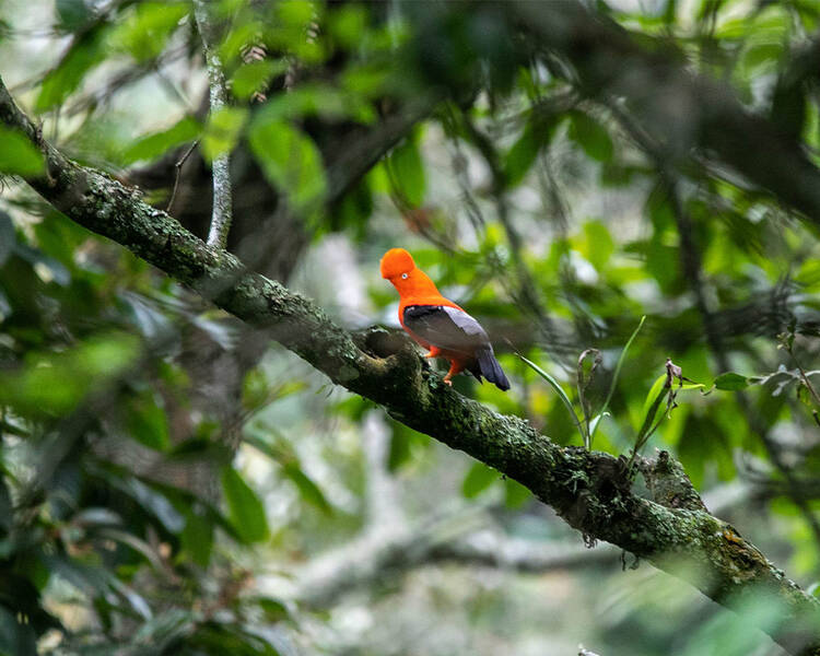 Sky Lodges Salkantay - bird