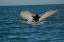 Whale Iceland