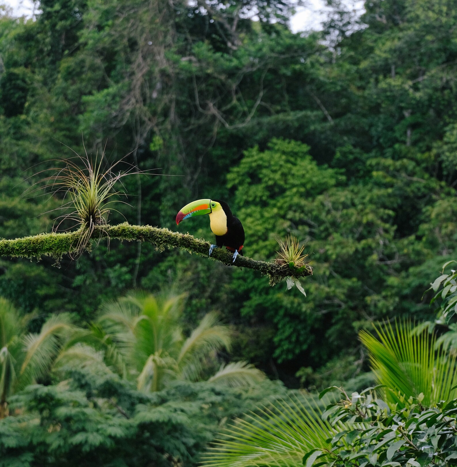 Toucan in Costa Rica jungle feature