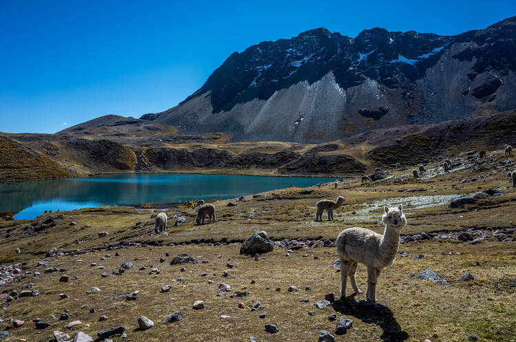 Ausangate Llama