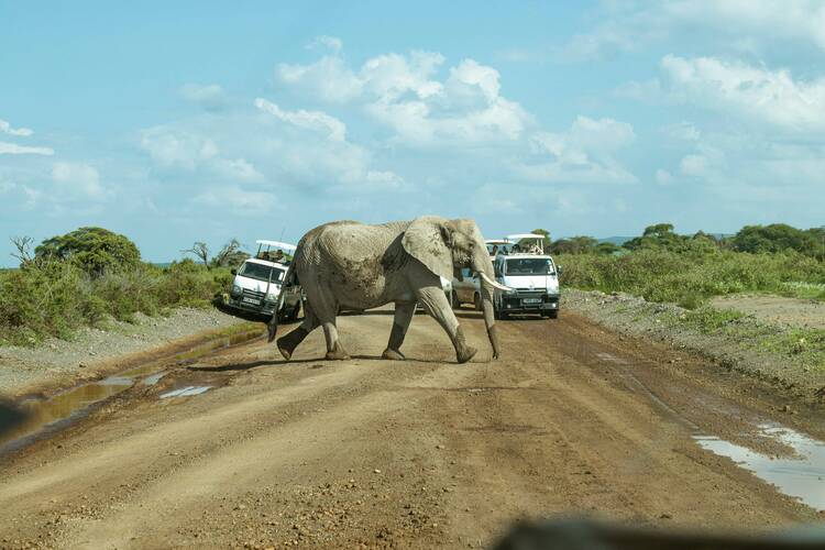 Amboseli national park