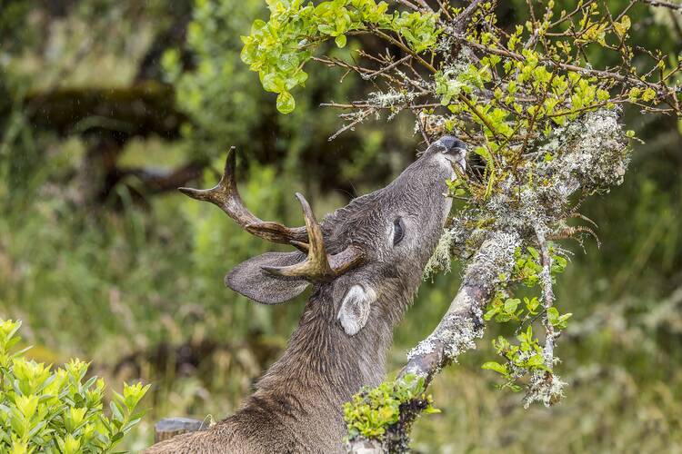 Chingaza National Park white-tailed deer