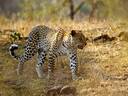 Kruger National Park leopard