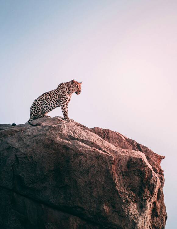Leopard - South Africa safari