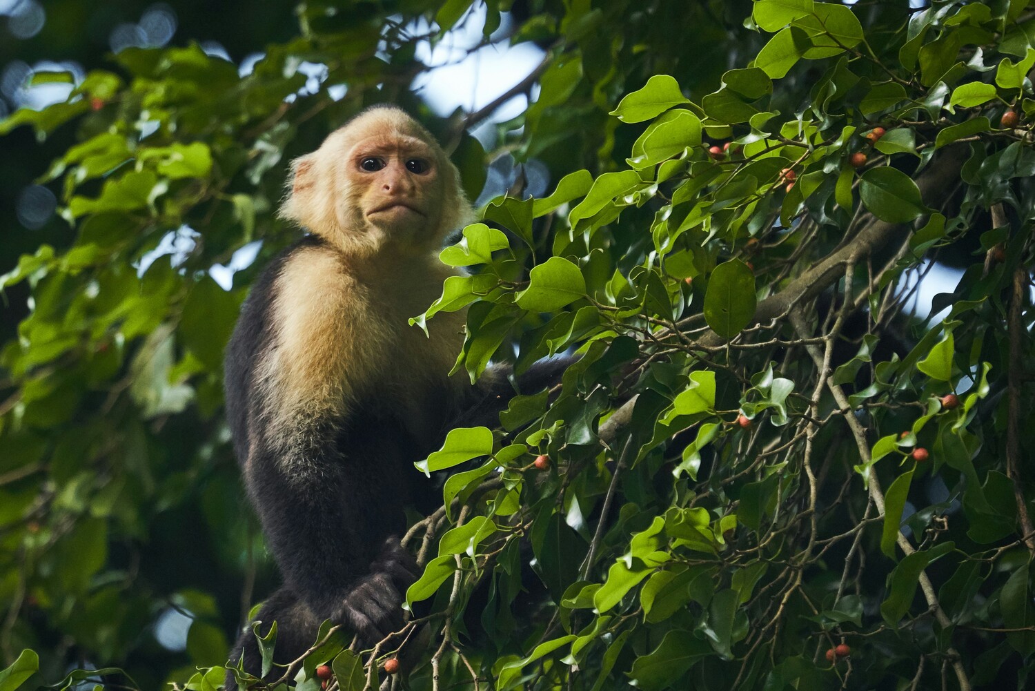 Costa Rica wildlife