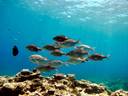 Marine life in Rarotonga