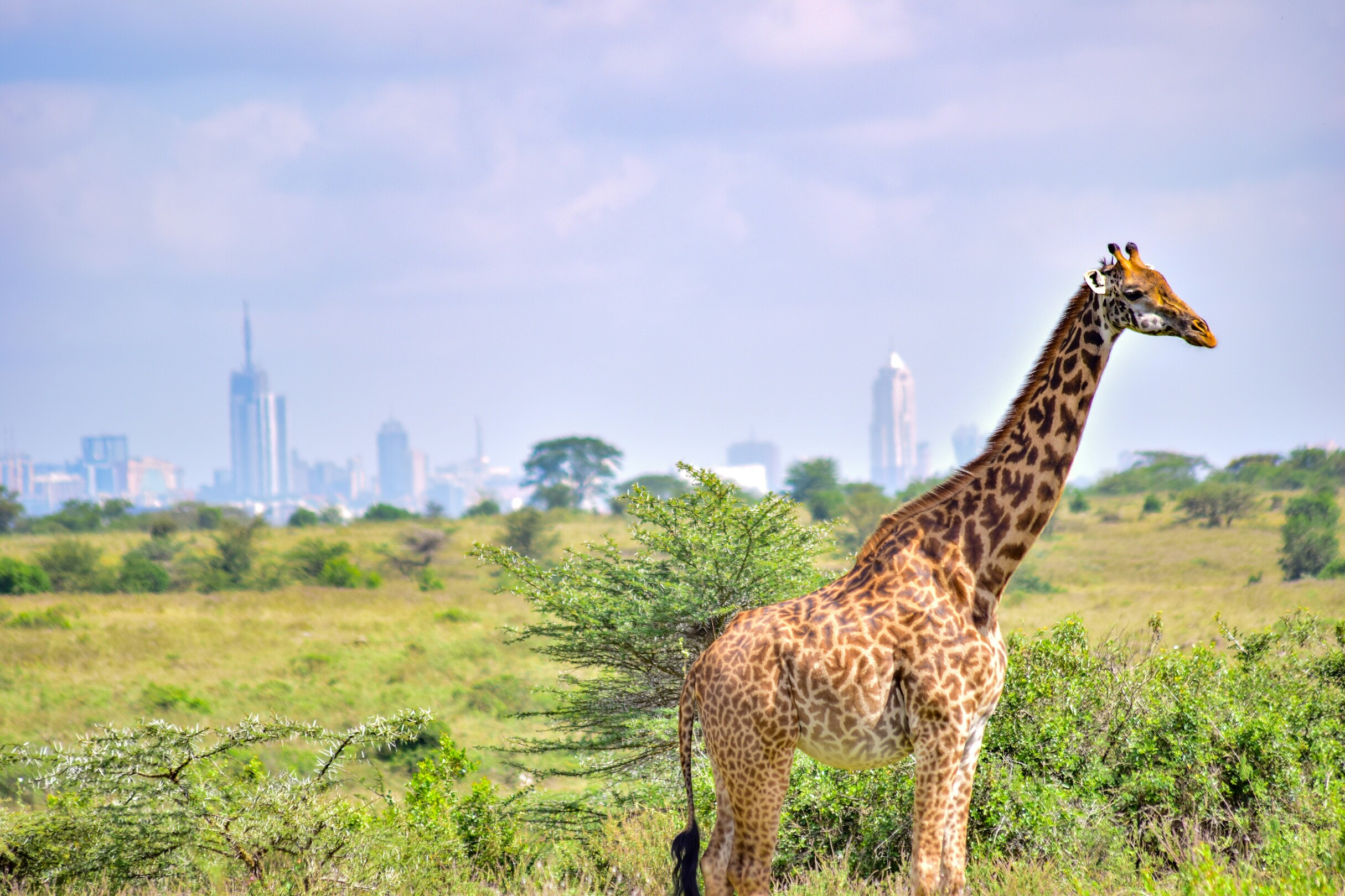 Giraffe in Nairobi National Park Kenya feature