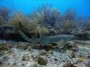 Nurse shark